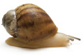 Archachatina marginata ovum typ 1 leucistic juvenil